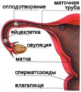 Темная Сперма